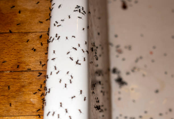 Wasp Removal Services in Lake Park, IA